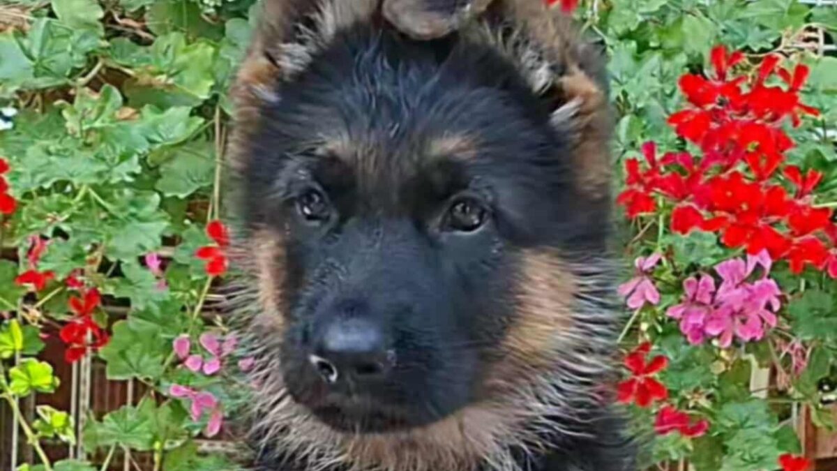 Long Haired German Straight Back German Shepherd Puppies For