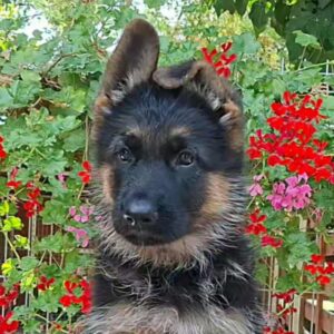 Odor German Shepherd