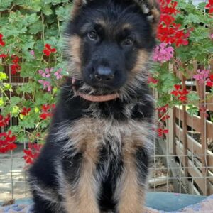 Odor German Shepherd
