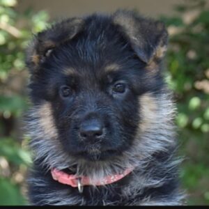 Odor German Shepherd