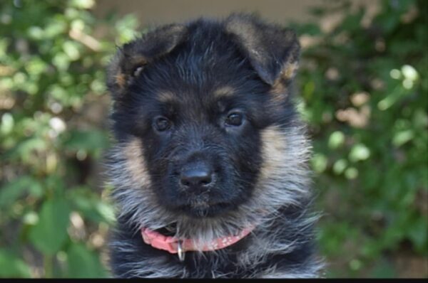Odor German Shepherd
