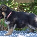 Odori-female-german-shepherd-puppy-for-sale-1 (2)