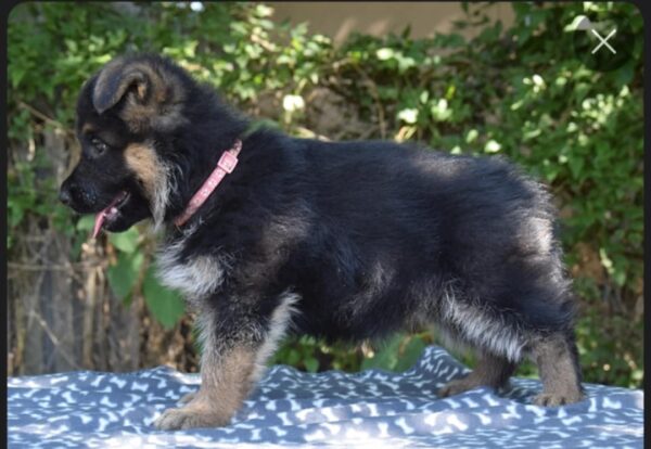 Odor German Shepherd