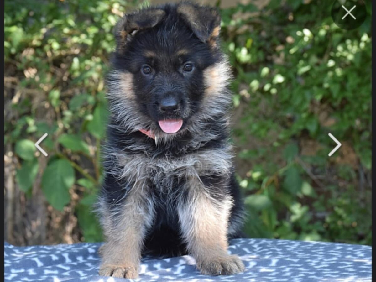 Panda German Rare German Shepherd Breeds Long Haired Panda German