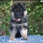 Oida German Shepherd