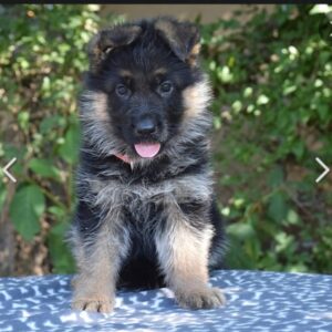 Odor German Shepherd