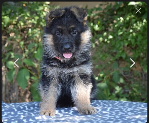 Odor German Shepherd