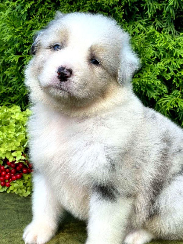 Ohara Australian Shepherd