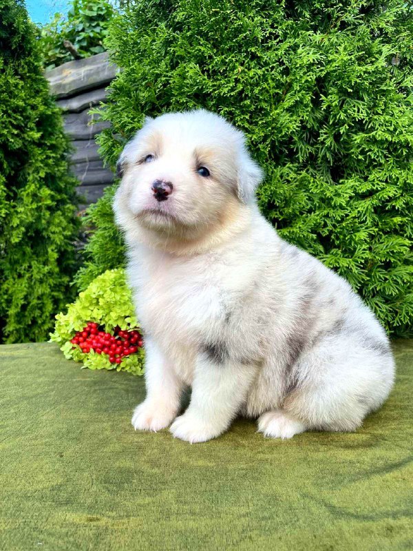 Ohara Australian Shepherd