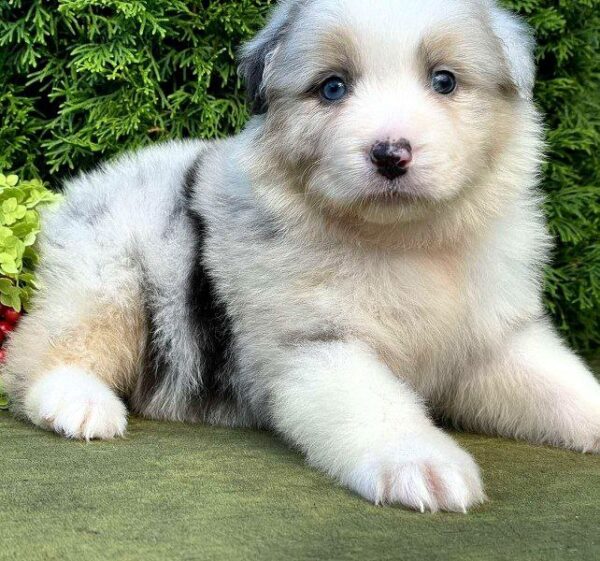 Ohara Australian Shepherd