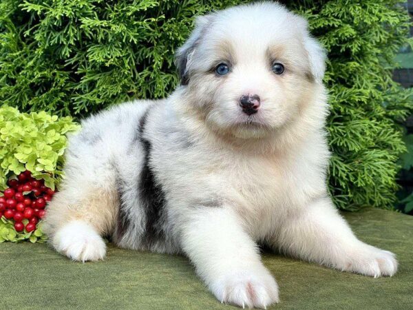 Ohara Australian Shepherd