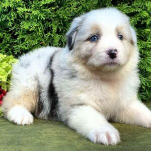 Ohara Australian Shepherd