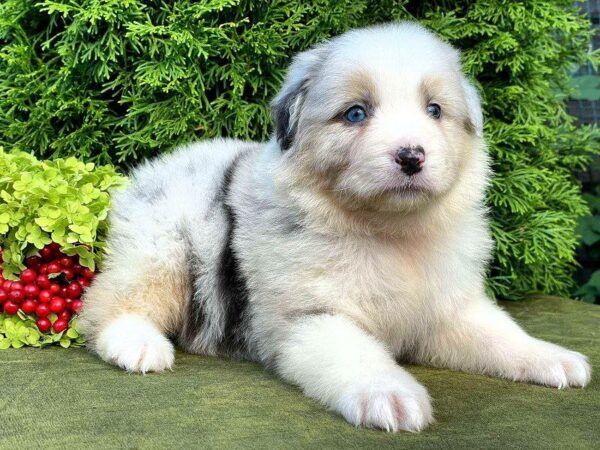 Ohara Australian Shepherd