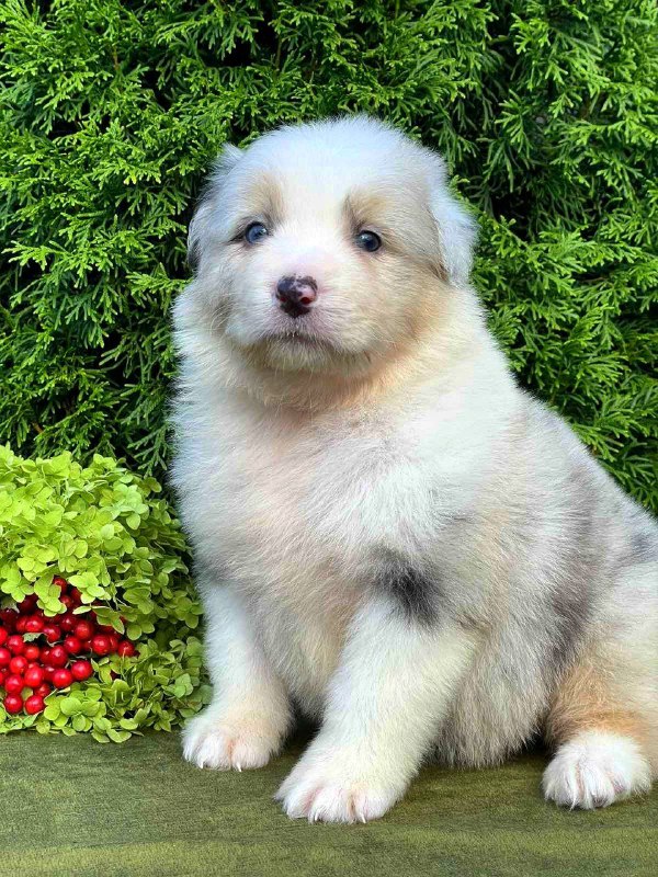 Ohara Australian Shepherd