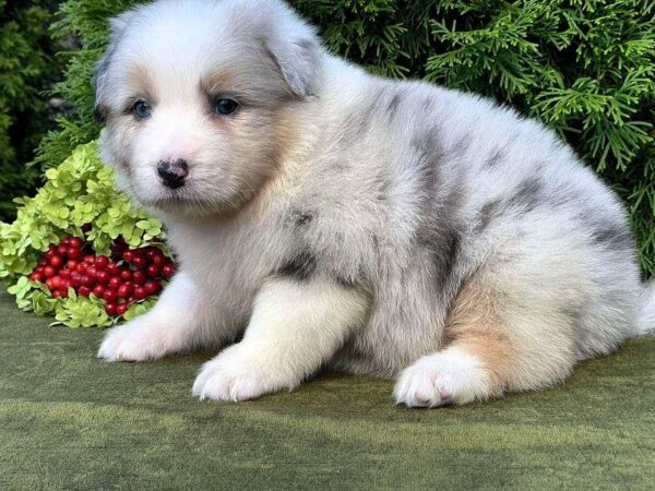 Ohara Australian Shepherd