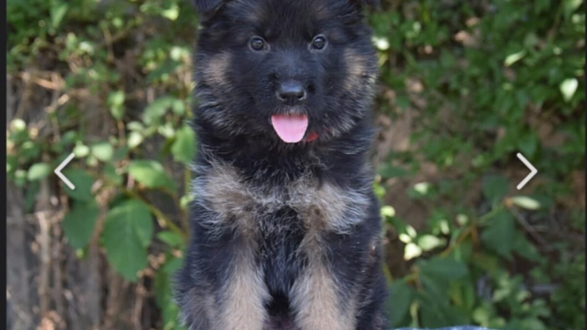 Belgian Shepherd Black Long Haired German Shepherd Puppies For