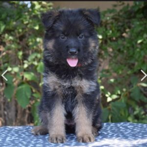 Oida German Shepherd