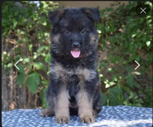 Oida German Shepherd