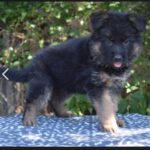 Oida-female-german-shepherd-puppy-for-sale-1 (2)