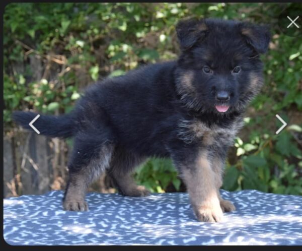 Oida German Shepherd