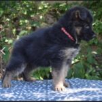Oida-female-german-shepherd-puppy-for-sale-1 (3)