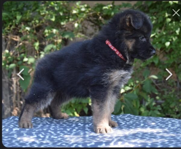 Oida German Shepherd