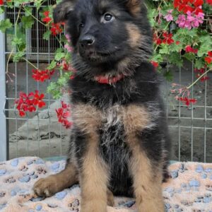Oida German Shepherd