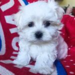 Oliver Maltese