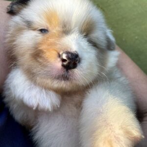 Olimp Australian Shepherd
