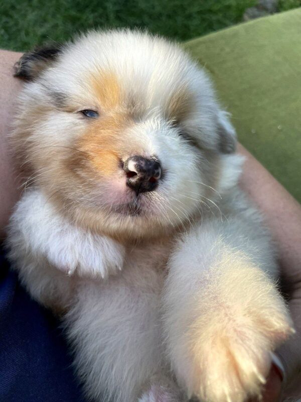 Olimp Australian Shepherd