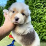 Odin and Orion Australian Shepherd