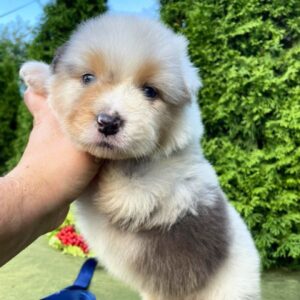 Olimp Australian Shepherd