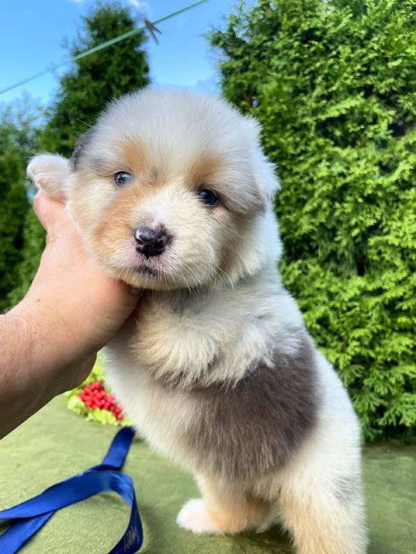 Olimp Australian Shepherd