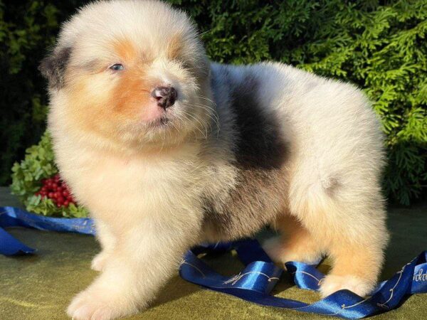 Olimp Australian Shepherd