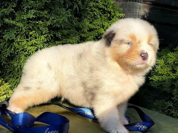 Olimp Australian Shepherd