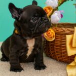 Oliver-male-French-bulldog-puppy-for-sale-1