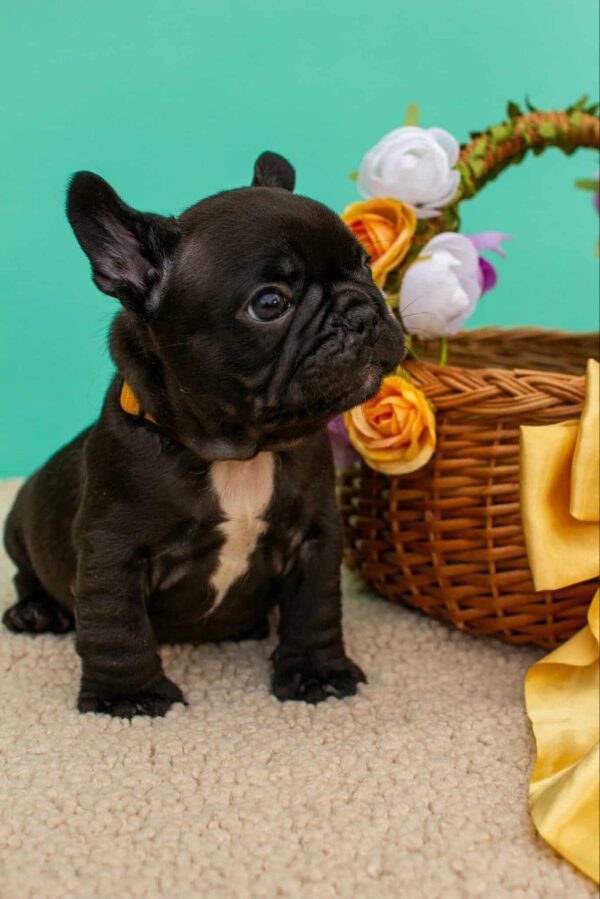 Oliver French Bulldog