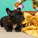 Oliver-male-French-bulldog-puppy-for-sale-2