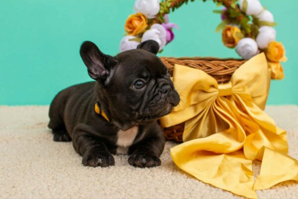 Oliver French Bulldog