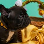 Oliver-male-French-bulldog-puppy-for-sale-3