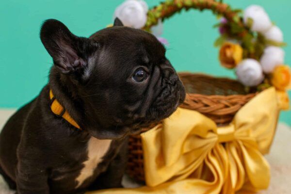 Oliver French Bulldog