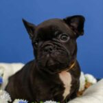 Oliver-male-French-bulldog-puppy-for-sale-4