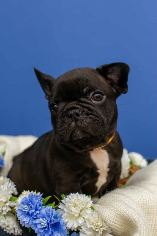 Oliver French Bulldog
