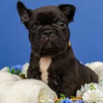 Betsy French Bulldog