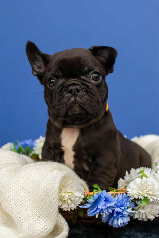 Oliver French Bulldog