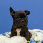 Oliver-male-French-bulldog-puppy-for-sale-6