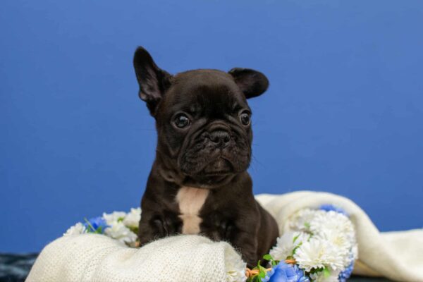 Oliver French Bulldog
