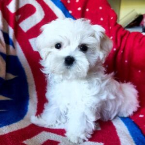 Oliver Maltese