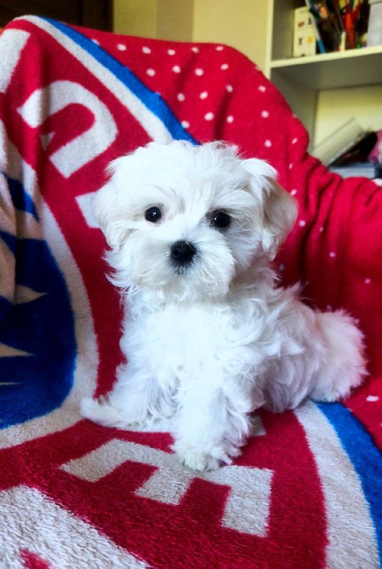 Oliver Maltese