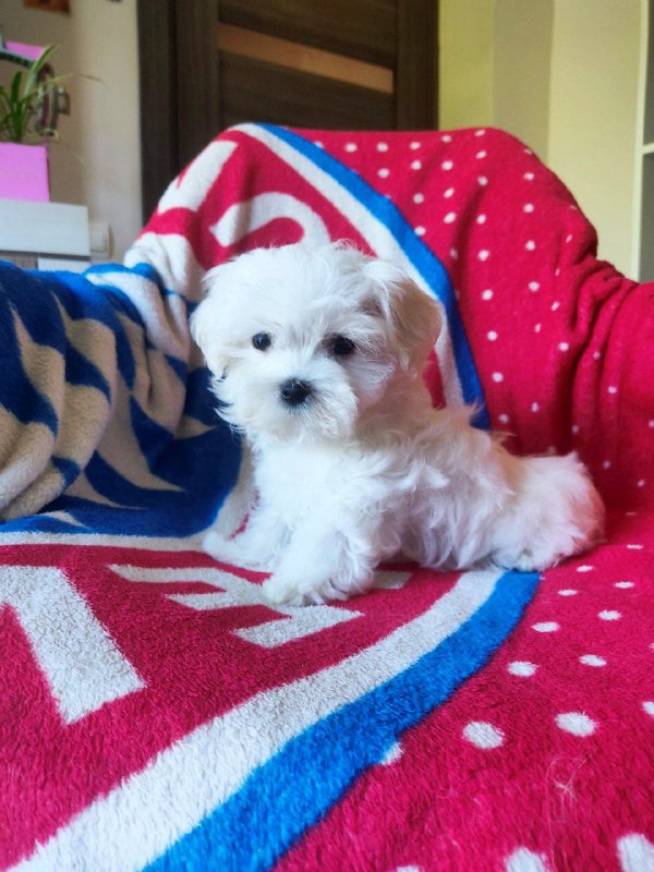 Oliver Maltese